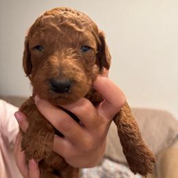 Orange collar - Red  female Poodle puppy in Riverside, California from Riverside red poodles