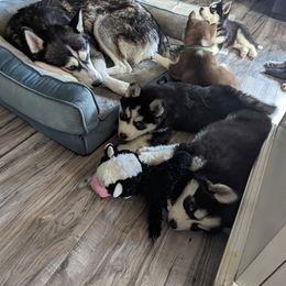 Siberian Husky Puppies from 3 Rivers Siberians(Richard's)