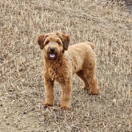 Livy - Whoodle