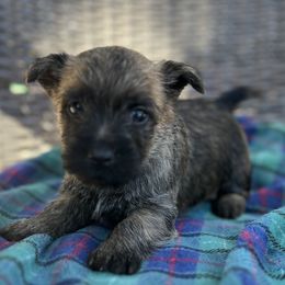 Ms. Yellow - Red brindle female Cairn Terrier puppy in Pottersville, Missouri from Cairn Terriers of Heatherridge,LLC
