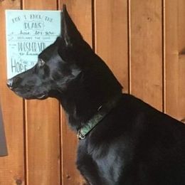 Reign - German Shepherd