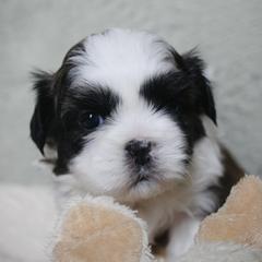 Panda - Brown female Shichon puppy in Pennsylvania from Manor Hills Shih Tzus