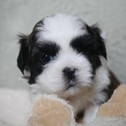 Panda - Brown female Shichon puppy in Pennsylvania from Manor Hills Shih Tzus