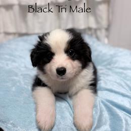 Bubinga - Black tri male Miniature American Shepherd puppy in Olympia, Washington from Shamayim Shepherds