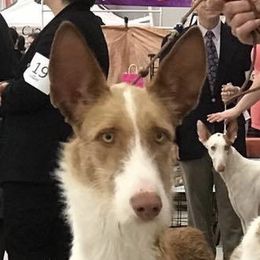 Dune - Ibizan Hound