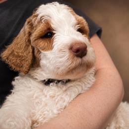 Ambrose - Parti male Goldendoodle puppy in Rocky Point, North Carolina from CelticDoods
