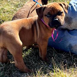 Pink female - Red female Boerboel puppy in Rockford, Illinois from Adoraboerboels
