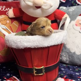 Dusty - Merle male Chihuahua puppy in Palm Coast, Florida from Fiesta Pups