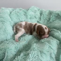 Girl 2 - Blenheim female Cavalier King Charles Spaniel puppy in Honeyville, Utah from Mike and Brandice Brown Performance Animals