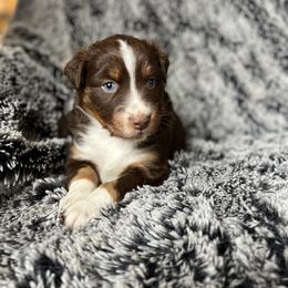 Australian Shepherd Puppies from Burdock Hill Australian Shepards