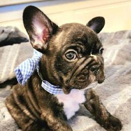 French Bulldogs from Cali Wiggly Butts