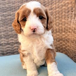 Dustin (red collar) - Red  male Goldendoodle puppy in Twin Falls, Idaho from Magic Valley Family Doodles