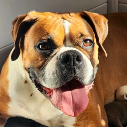 Bayla 👑 - Boxer