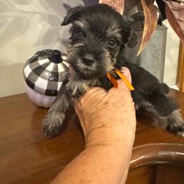 Huey - Salt and pepper male Miniature Schnauzer puppy in Thomasville, Georgia from D’Elegant Paws