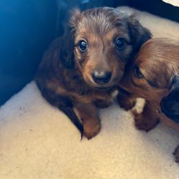 Alex - Red male Dachshund puppy in Hobart, Indiana from Cogsworth Cromwell Dachshunds of NW Indiana