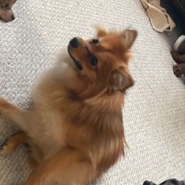 Sophie - Pomeranian