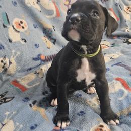 Boxer Puppies from Miles High Boxers