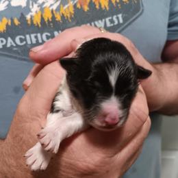 Tri girl - Black white and tan female Shetland Sheepdog puppy in Castle Rock, Washington from RimRanch Shelties