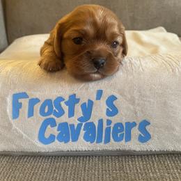 Ginger - Ruby female Cavalier King Charles Spaniel puppy in London, Arkansas from Frosty’s Cavaliers