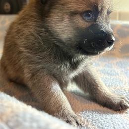 Girl 2 (aka Seeker) - Brindle female Companion Cross puppy in Indian Springs, Nevada from Spinner puppies