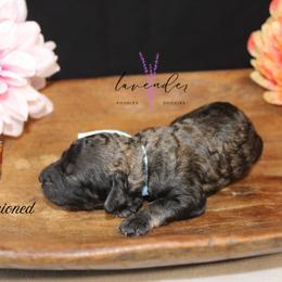 Old Fashioned - Sable male Cockapoo puppy in Mancelona, Michigan from Lavender poodles & doodles