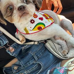 Gizmo - Shih Tzu
