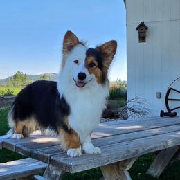 Blossom - Pembroke Welsh Corgi
