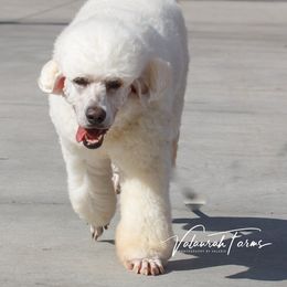 Aussiedoodle and Goldendoodle All Grown Up from Super Doodle Cute PNW