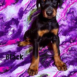Black - Black and rust male Doberman Pinscher puppy in Louisville, Kentucky from Ruiz Dobermans