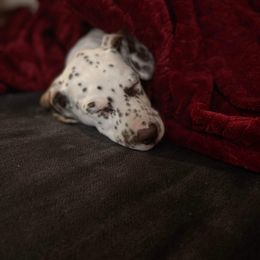 Dalmatian Puppies from Louisiana Roux Dalmatians