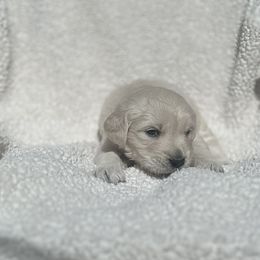 Fox - Light golden Golden Retriever puppy in Escondido, California from Sandy Acres Golden Retrievers
