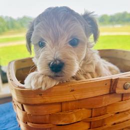Poppy - Champagne female Maltipoo puppy in Ashville, Alabama from LMC Pups
