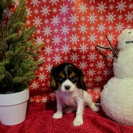 Milo - Tri-color male Cavalier King Charles Spaniel puppy in Pennsylvania from Julie's Cavalier King Charles Spaniels
