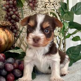 Hershey - Chocolate tan and white male Biewer Terrier puppy in Oklahoma from Rocky Oak Cavaliers & Biewer Terriers LLC