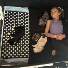 Australian Mountain Doodle and Bernedoodle Puppies from Boxwood Doodles