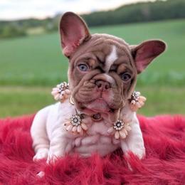 Ivoire - Tricolors female French Bulldog puppy in Fort Atkinson, Wisconsin from Bishop Bullyz
