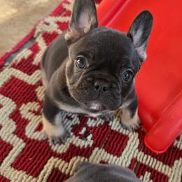 Yung Gravy - Black and tan male French Bulldog puppy in Wisconsin from Shameless Bulldogs LLC