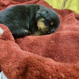 Rottweiler Puppies from Hauser's Kennel