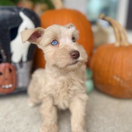 River - Wheaten female Miniature Schnauzer puppy in Independence, Missouri from Crown Schnauzers KC