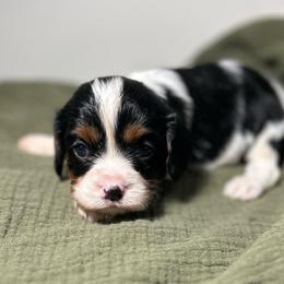 Bayou - Tri-color male Cavalier King Charles Spaniel puppy in Port Barre, Louisiana from Bayou Cavaliers