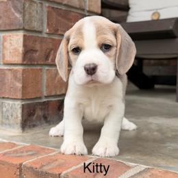 Kitty - Blue tan and white female Beagle puppy in Mansfield, Missouri from Rippee Creek Kennel