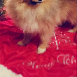 Pomeranian Puppies from Pers N Poms