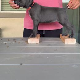 Pink - Gray female Cane Corso puppy in Homeland, California from Dal Deserto Cane Corso