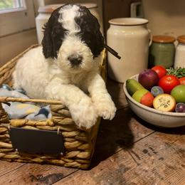 Goldendoodle Puppies from Serenity Goldendoodles