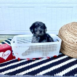 "Tiana" Goldendoodle Puppies from Sweetgrass Goldendoodles of Moncks Corner