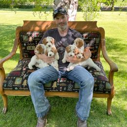 Poodle Puppies from Barlow’s Poodles and  Doodles