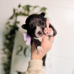 Honey - Black and white female Pomsky puppy in Cleveland, Ohio from Lake Point Pomskies