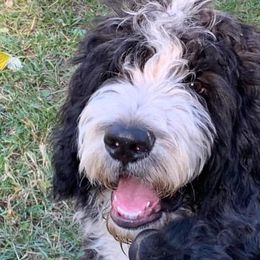 Bernedoodles from HooDoodles