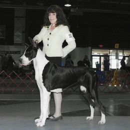 Pink - Great Dane