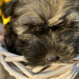 Havanese Puppies from Havanese If You Please